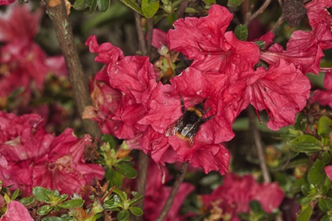 Azalea